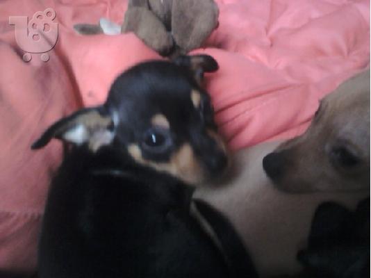 pinser νανακια